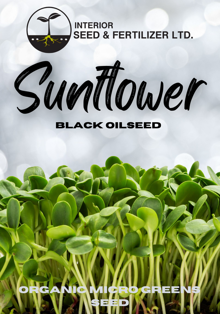 Black Oilseed Sunflower Organic Microgreen Seeds at Interior Seed and Fertilizer Garden Center Cranbrook, BC