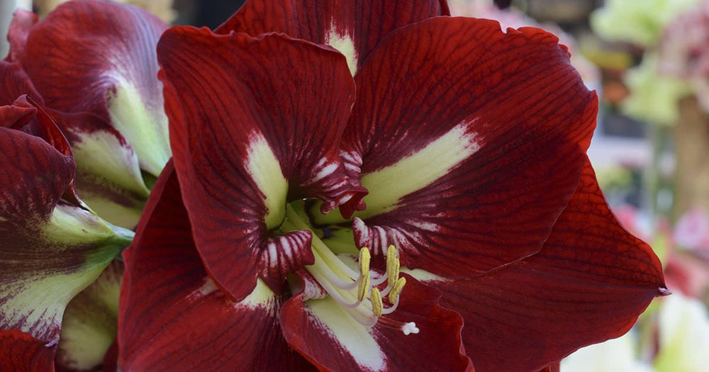 An Amaryllis Barbados is pictured, featuring dark burgundy flower petals and yellow/green throat