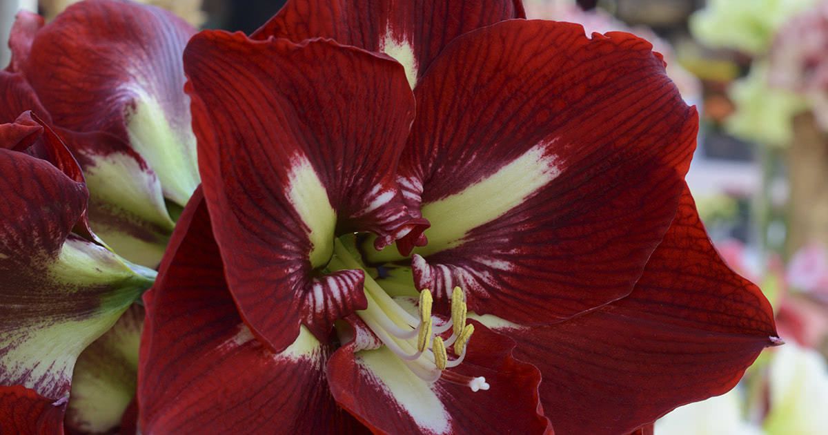 How to Plant and Grow a Holiday Favourite: Amaryllis – Interior Seed ...