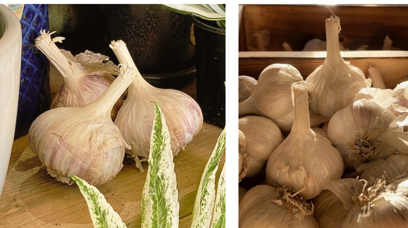 A group of galric bulbs on display at Interior Seed and Fertilizer  Garden Centre in Cranbrook BC.