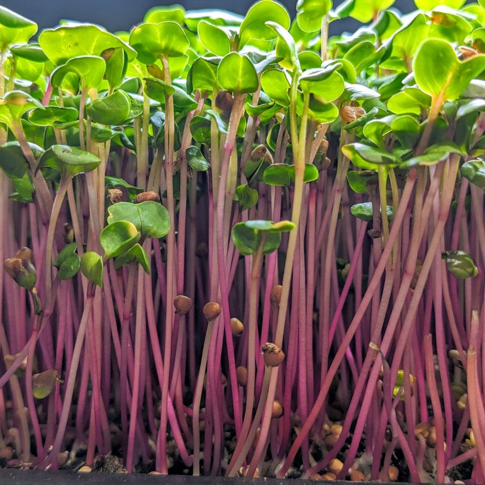 A closeup photo of radish microgreens