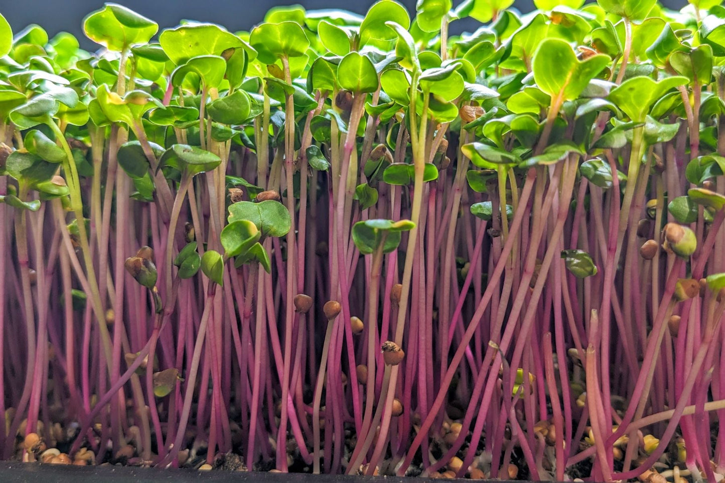 A closeup photo of radish microgreens