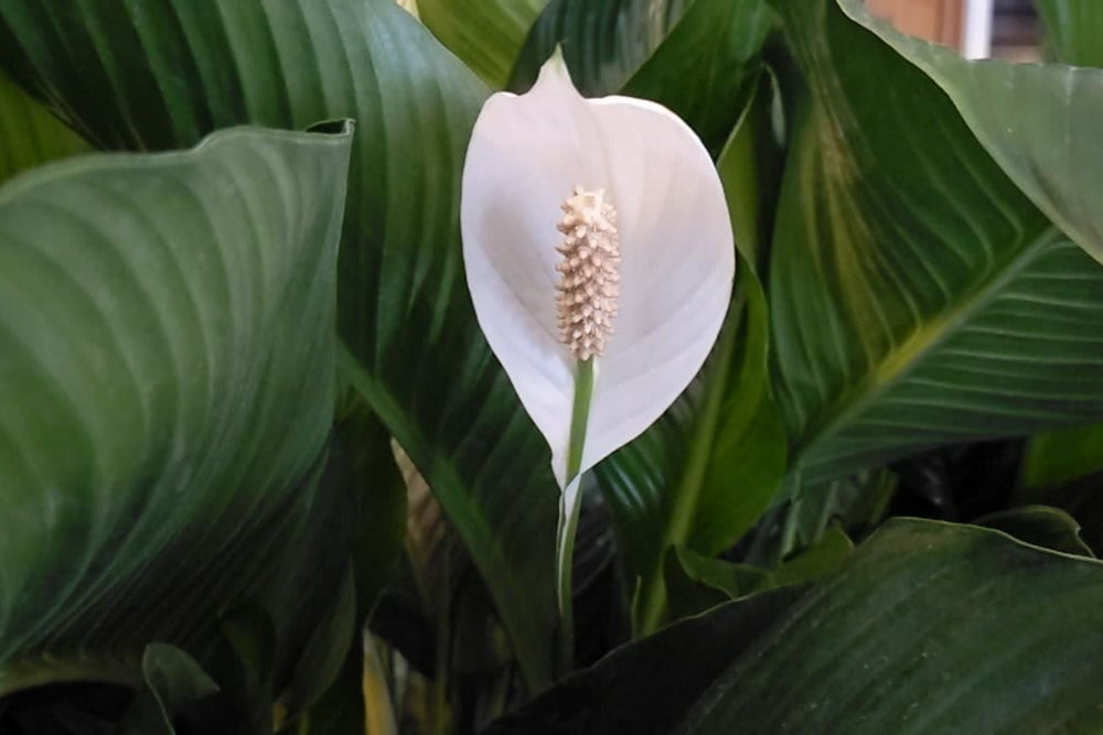 A beautiful tropical houseplant is featured by Interior Seed & Fertilizer Garden Center in Cranbrook BC