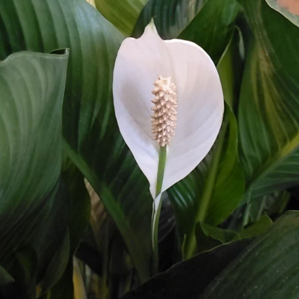 A beautiful tropical houseplant is featured by Interior Seed & Fertilizer Garden Center in Cranbrook BC