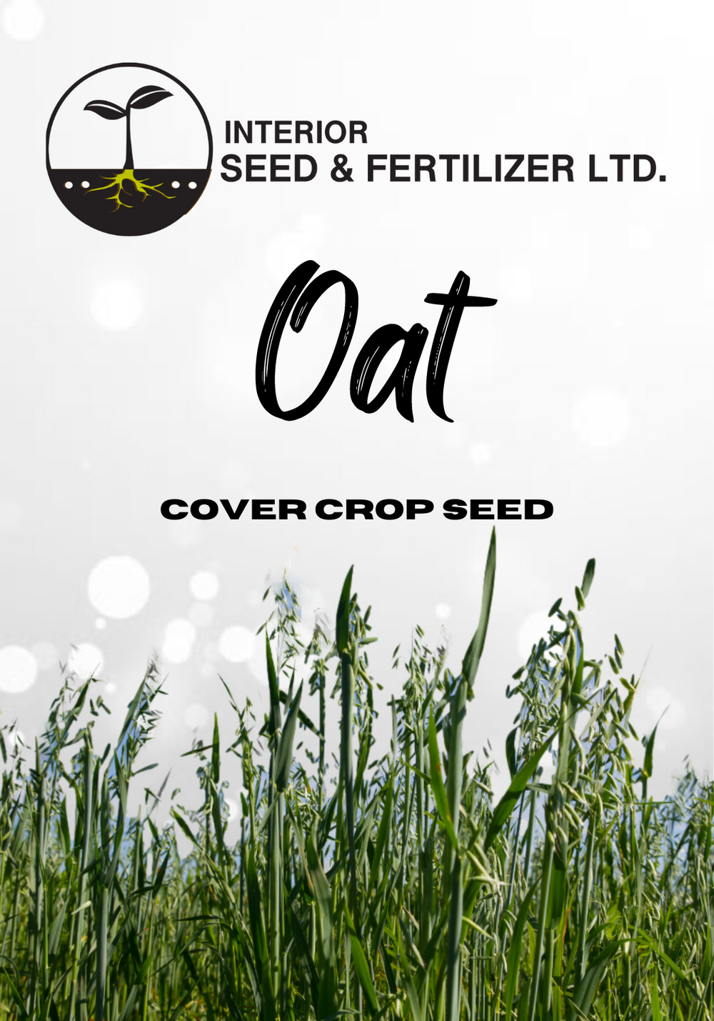 Restore and protect your soil with our Oat cover crop. Oats are a versatile cover crop that offers numerous benefits, including weed suppression, erosion control, and organic matter addition. With their fibrous root system, oats help improve soil structure and retain moisture.  From Interior Seed and Fertilizer Garden Center and Nursery Cranbrook BC
