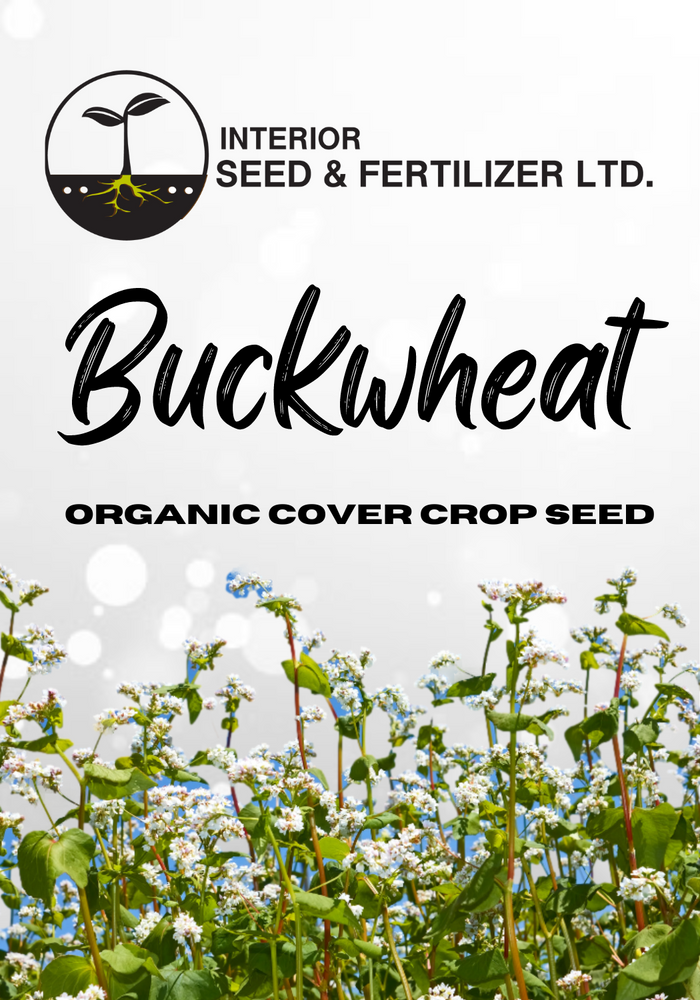 Buckwheat Organic Cover Crop Seed, at Interior Seed and Fertilizer Garden Center Cranbrook, BC