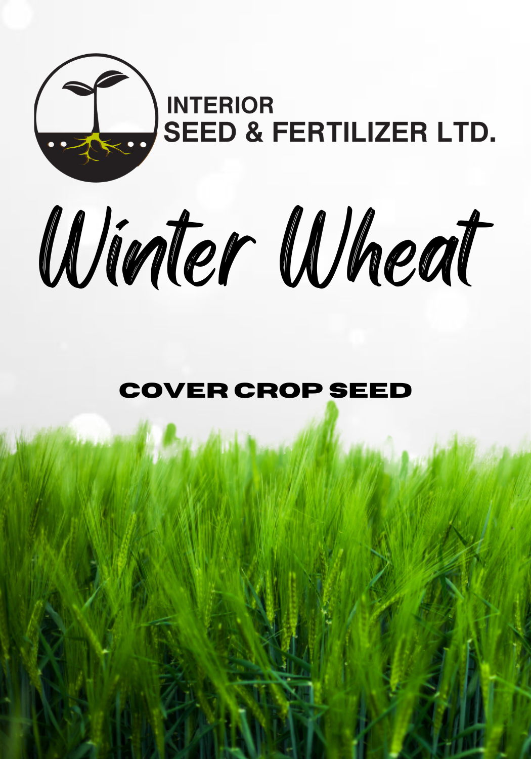 Enhance your soil's vitality with our Winter Wheat cover crop seeds. From Interior Seed and Fertilizer Garden Center in Cranbrook BC. 