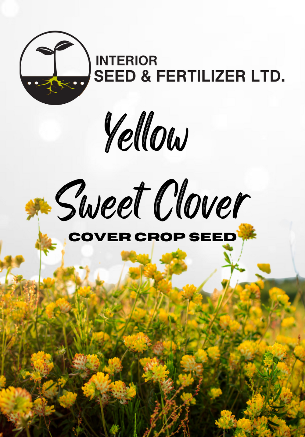 Boost your soil's health with our Yellow Sweet Clover cover crop seeds. From Interior Seed and Fertilizer Garden Center located near Wycliff, in Cranbrook BC. .