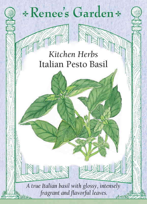 Basil - Italian Pesto