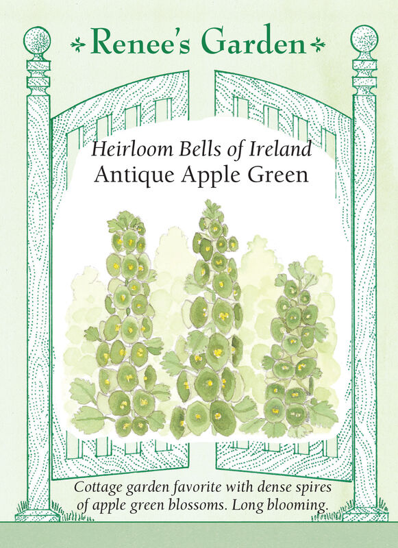 Bells of Ireland - Antique Apple Green