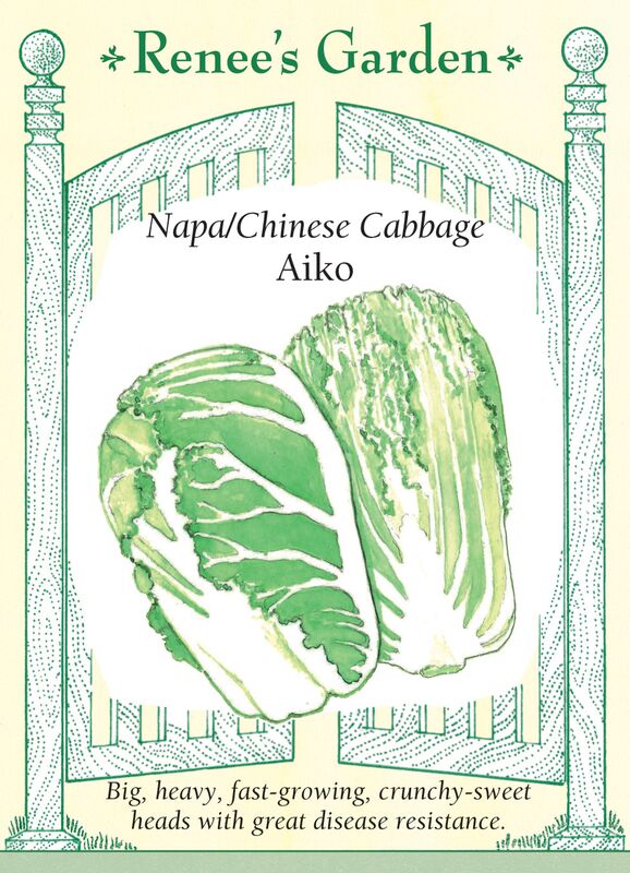 Cabbage - Napa Aiko