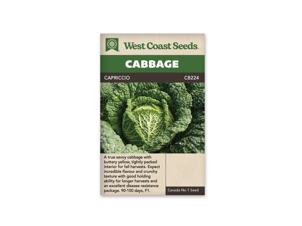 Cabbage - Capriccio
