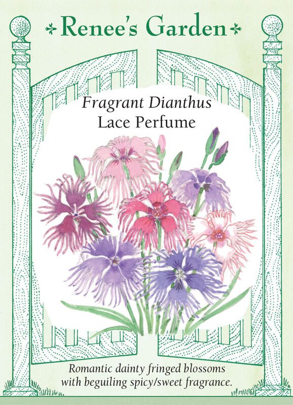 Dianthus - Lace Perfume