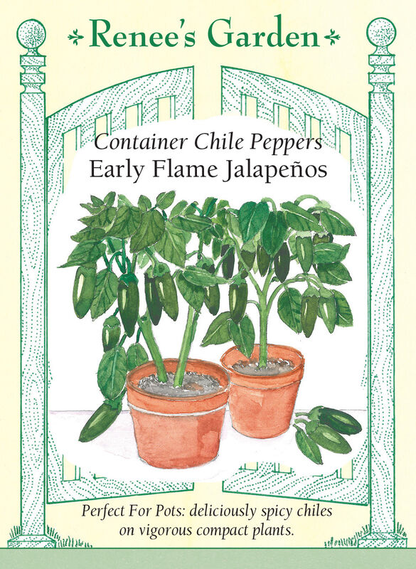 Pepper - Early Flame Jalapeno