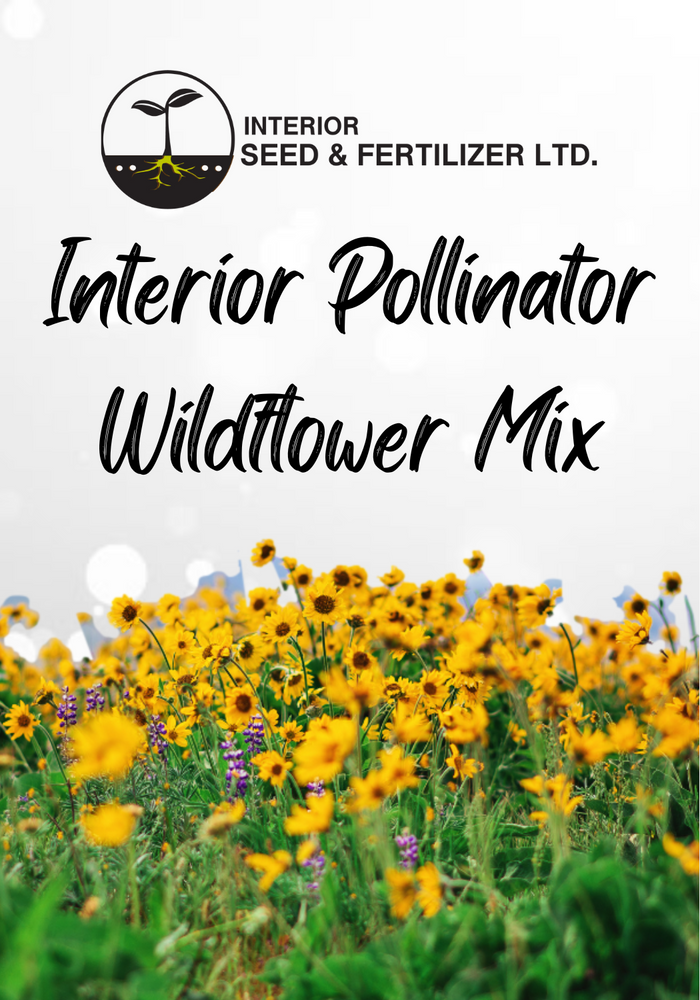Interior Pollinator Wildflower mix is designed to attract native bees, bumble bees and other beneficial insects with nectar and pollen-rich flowers. Bees are particularly attracted to flowers that are blue, purple, violet, white and yellow. From Interior Seed and Fertilizer Garden Center and Nursery Cranbrook BC