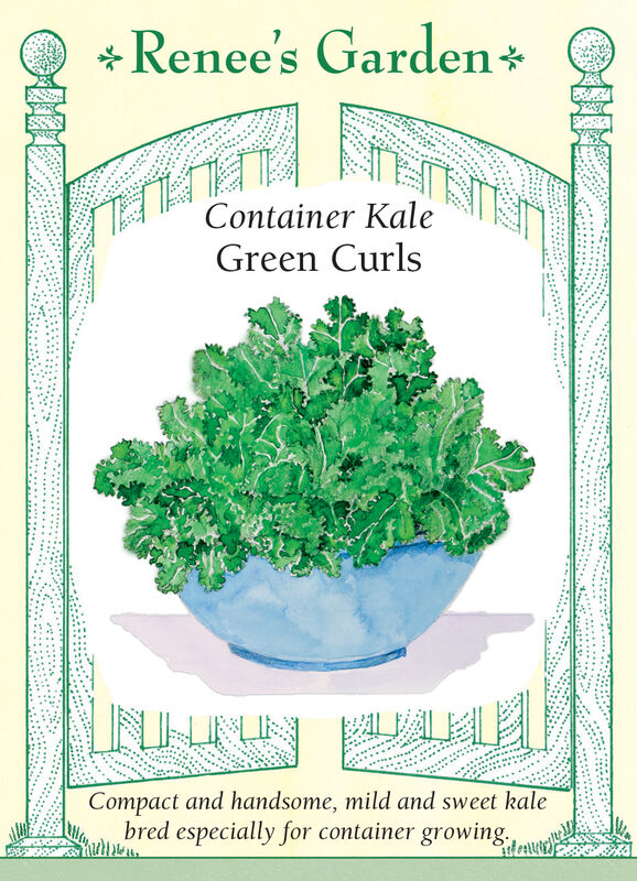 Kale - Green Curls