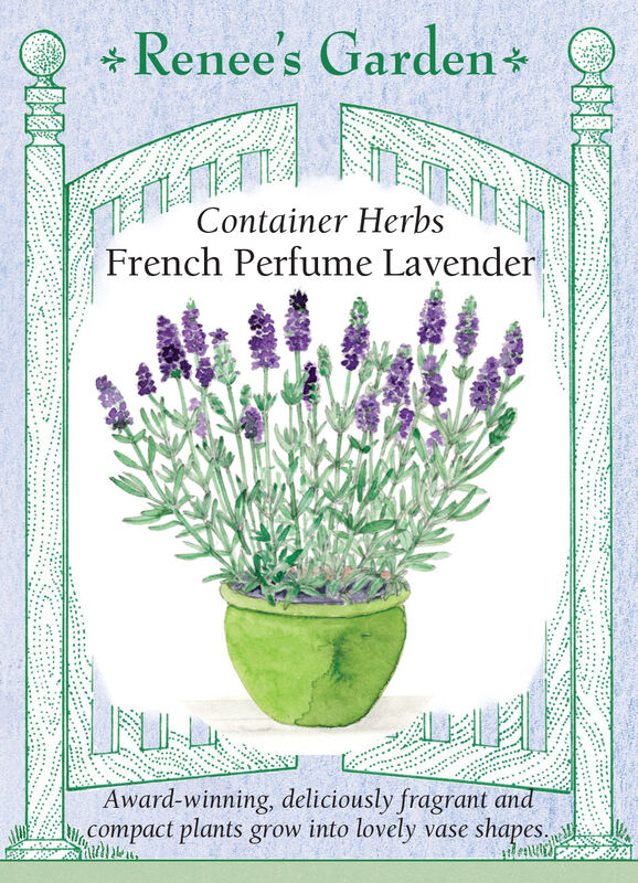 Lavender - French Perfume
