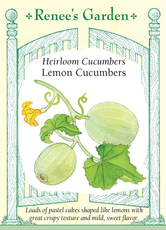 Cucumber - Lemon