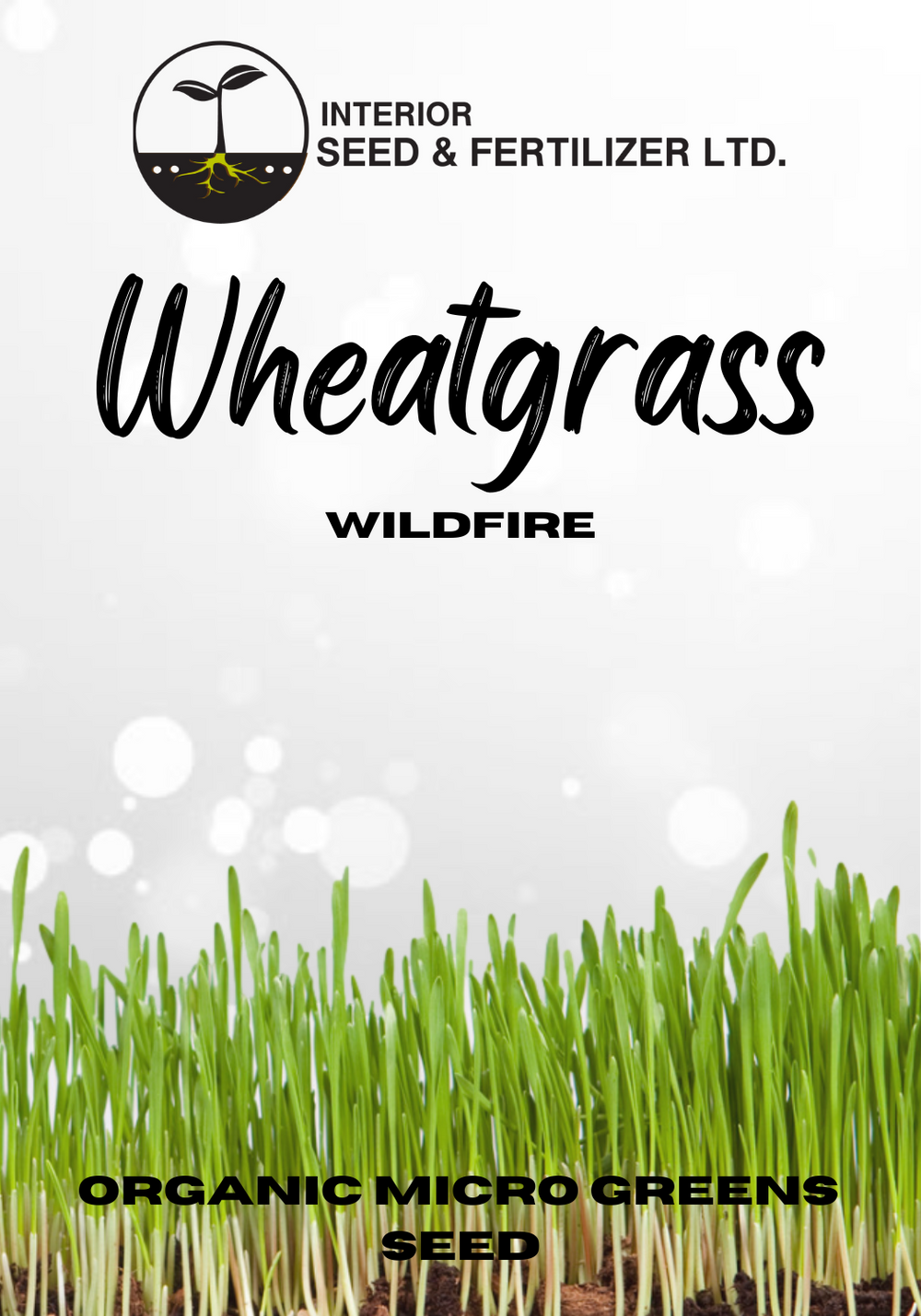 Ignite your taste buds with our Wildfire Wheatgrass organic microgreens. These robust greens offer a rich, earthy flavor with a hint of sweetness, making them a perfect addition to smoothies, juices, or as a garnish for your favorite dishes. From Interior Seed and Fertilizer Garden Center in Cranbrook BC