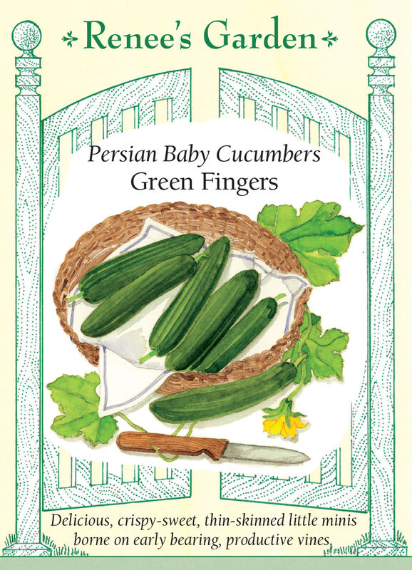 Cucumber - Persian Baby Green Fingers