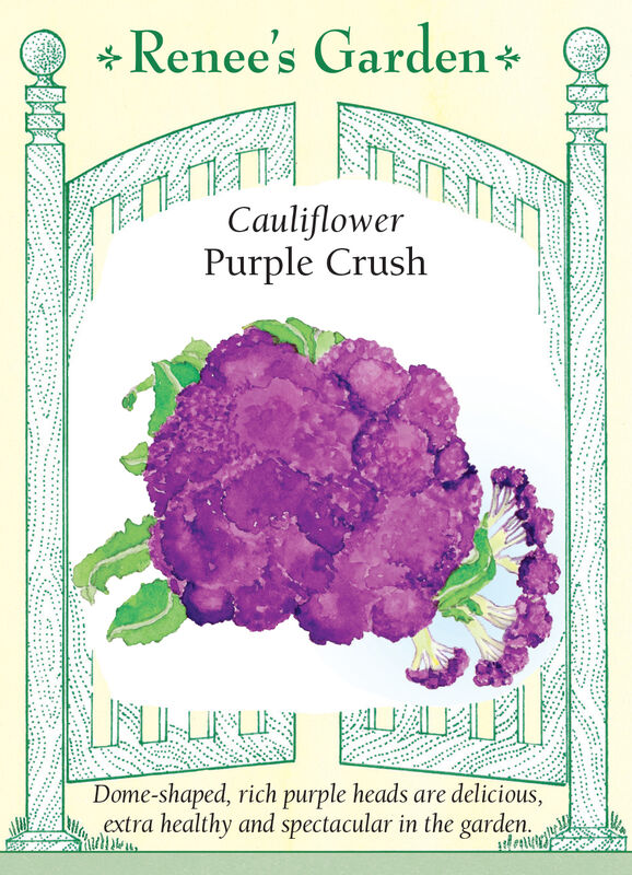 Cauliflower - Purple Crush