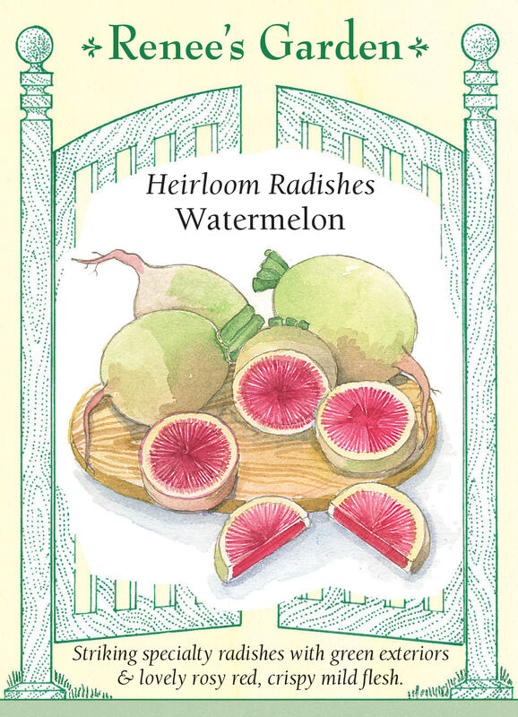 Radish - Watermelon