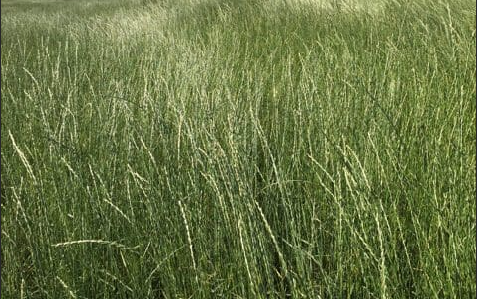 Interior Seed & Fertilizer