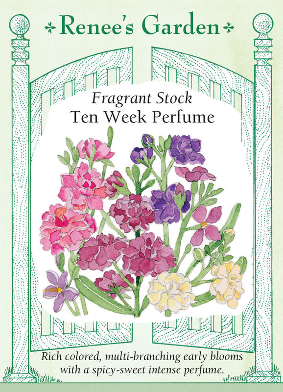 Stocks - Ten Week Perfume