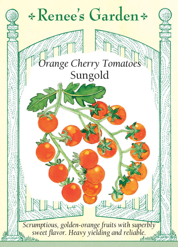 Tomato - Sungold Cherry