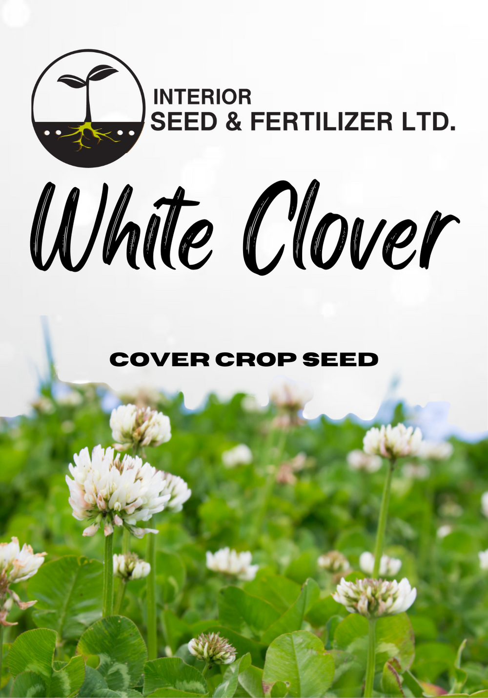 White Clover