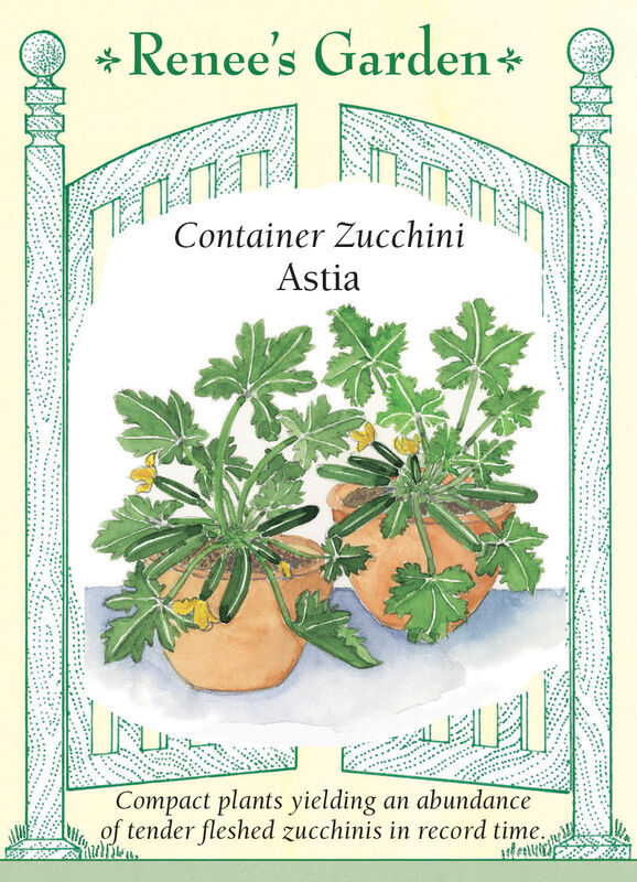 Squash - Zucchini Astia